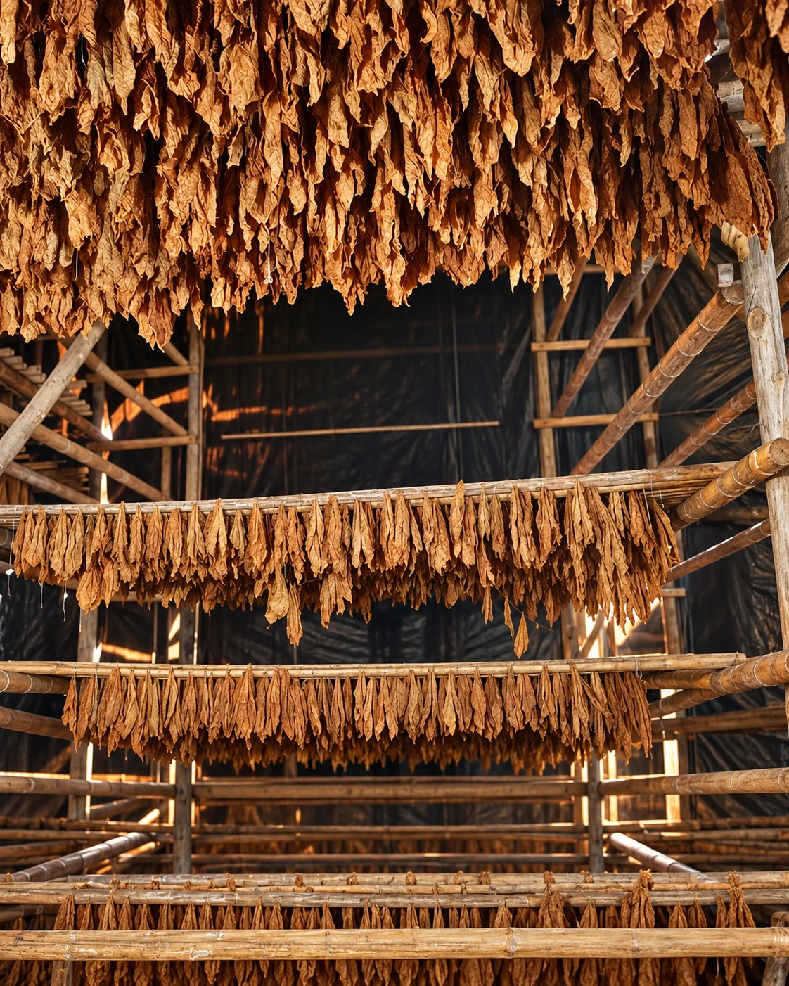 Tobacco leaves in our curing barn