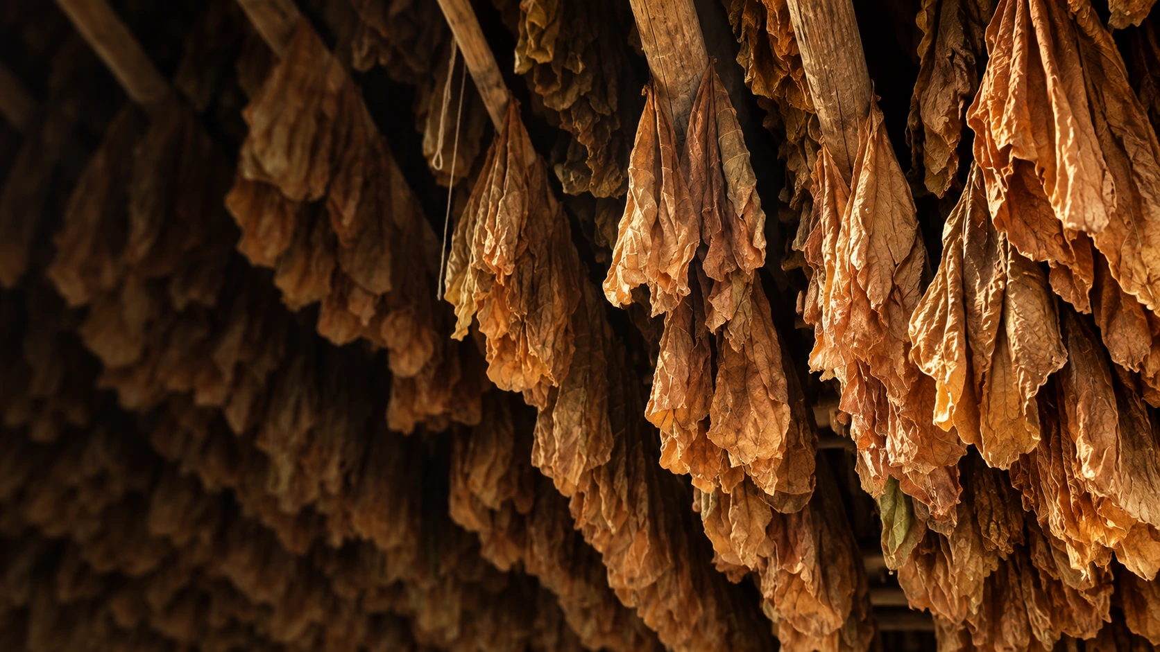 Detail of our cured tobacco leaves